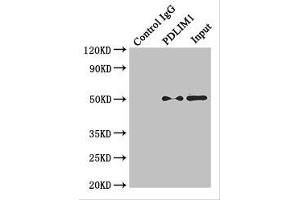 Western Blotting (WB) image for anti-Tubulin, alpha 4a (TUBA4A) (AA 20-183) antibody (ABIN7173671)