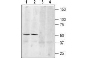 Western Blotting (WB) image for anti-Adrenergic, beta-3-, Receptor (ADRB3) (AA 180-192), (C186S), (Extracellular) antibody (ABIN7042907)