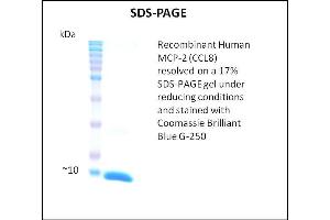 SDS-PAGE (SDS) image for Chemokine (C-C Motif) Ligand 8 (CCL8) (Active) protein (ABIN5509367) (CCL8 蛋白)