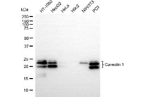 Western blotting analysis using Caveolin 1 antibody (ABIN7797944). (Recombinant Caveolin-1 抗体)