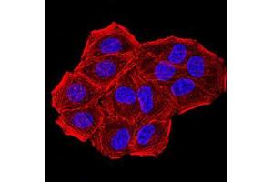 Immunofluorescence analysis of Hela cells using CBX7 mouse mAb. (CBX7 抗体  (AA 15-147))