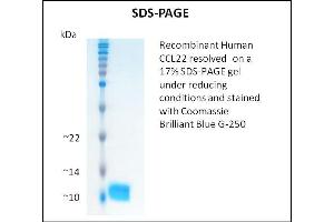 SDS-PAGE (SDS) image for Chemokine (C-C Motif) Ligand 22 (CCL22) (Active) protein (ABIN5509429) (CCL22 蛋白)