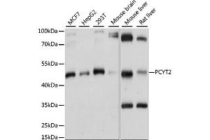 Western blot analysis of extracts of various cell lines, using PCYT2 antibody (ABIN6291655) at 1:1000 dilution. (PCYT2 抗体)