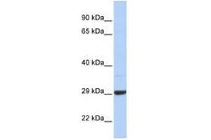 Image no. 1 for anti-Zinc Finger, CCHC Domain Containing 24 (ZCCHC24) (AA 108-157) antibody (ABIN6741357) (ZCCHC24 抗体  (AA 108-157))