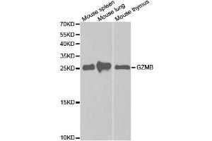Western blot analysis of extracts of various cell lines, using GZMB antibody. (GZMB 抗体  (AA 148-247))
