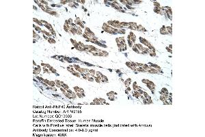Human Muscle (RNF40 抗体  (C-Term))