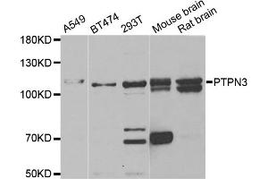 Western blot analysis of extracts of various cell lines, using PTPN3 antibody. (PTPN3 抗体)