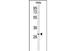 Western blot analysis of PHB Antibody in Hela cell line lysates (35ug/lane) (Prohibitin 抗体  (AA 89-117))