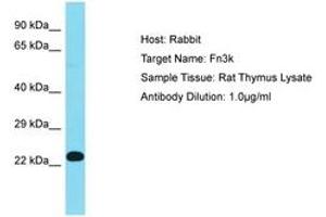 Image no. 1 for anti-Fructosamine 3 Kinase (FN3K) (AA 67-116) antibody (ABIN6750390) (FN3K 抗体  (AA 67-116))