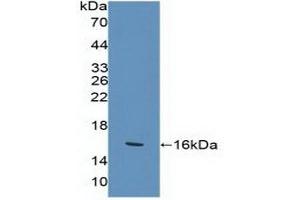 Western Blotting (WB) image for anti-Killer Cell Lectin-Like Receptor Subfamily K, Member 1 (KLRK1) (AA 92-216) antibody (ABIN7444379)