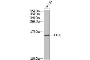 Western blot analysis of extracts of MCF-7 cells using CGA Polyclonal Antibody at dilution of 1:1000. (CGA 抗体)