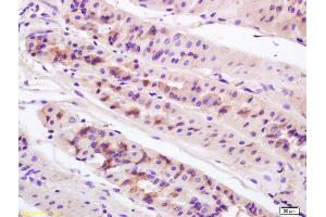 Formalin-fixed and paraffin embedded mouse stomach labeled with Anti-Anterior Gradient 2 Polyclonal Antibody, Unconjugated (ABIN710021) at 1:200 followed by conjugation to the secondary antibody and DAB staining. (AGR2 抗体  (AA 51-150))