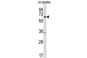 SRRM3 Antibody (Center) (ABIN1881834 and ABIN2838686) western blot analysis in mouse testis tissue lysates (35 μg/lane). (SRRM3 抗体  (AA 264-291))