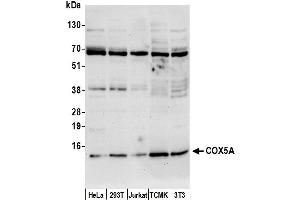 anti-Cytochrome C Oxidase Subunit Va (COX5A) (AA 100-150) antibody
