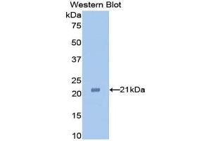 Western Blotting (WB) image for anti-Tumor Necrosis Factor alpha (TNF alpha) (AA 63-233) antibody (ABIN2119685) (TNF alpha 抗体  (AA 63-233))