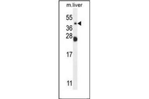 Western blot analysis of NEU4 Antibody (C-term) in mouse liver tissue lysates (35ug/lane).