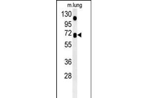 ASB15 Antibody (Center) (ABIN6243588 and ABIN6578965) western blot analysis in mouse lung tissue lysates (35 μg/lane). (ASB15 抗体  (AA 258-287))