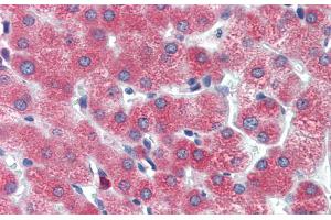 Immunohistochemistry with Human Liver cell lysate tissue at an antibody concentration of 5. (DBP 抗体  (Middle Region))