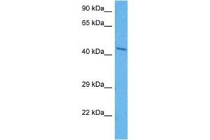 Host:  Rabbit  Target Name:  HOMER1  Sample Tissue:  Mouse Brain  Antibody Dilution:  1ug/ml (HOMER1 抗体  (N-Term))