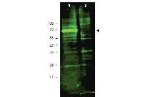 Western blot using antibody ABIN118015 shows detection of a band ~72 kDa corresponding to mouse Hif3a (arrowhead). (HIF3A 抗体  (AA 581-592))