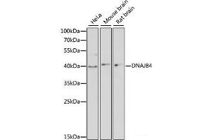 Western blot analysis of extracts of various cell lines using DNAJB4 Polyclonal Antibody at dilution of 1:3000. (DNAJB4 抗体)