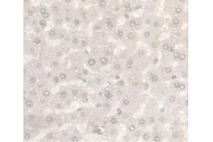 Detection of AR in Rat Liver Tissue using Monoclonal Antibody to Androgen Receptor (AR)