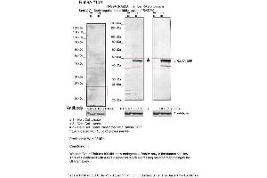 Sample Type: 1. (RAB9A 抗体  (Middle Region))