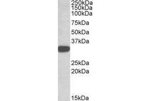 Western blot analysis: TIPRL antibody staining of K562 lysate at 1 µg/ml (35µg protein in RIPA buffer). (TIPRL 抗体  (C-Term))