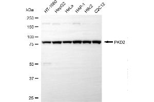 Western blotting analysis using PKD2 antibody (ABIN7799874).
