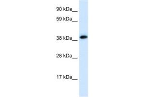 Western Blotting (WB) image for anti-Acetylcholine Receptor Subunit alpha (CHRNA1) antibody (ABIN2463767) (CHRNA1 抗体)