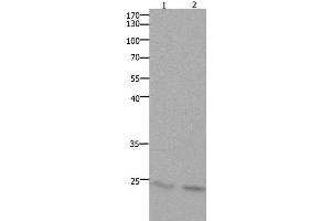 Western Blot analysis of Mouse lung and brain tissue using HMGB3 Polyclonal Antibody at dilution of 1:700
