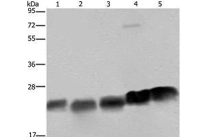 Western Blot analysis of K562, Hela and Jurkat cell, Mouse heart and spleen tissue using NDUFS8 Polyclonal Antibody at dilution of 1:250 (NDUFS8 抗体)