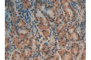 Detection of ANXA4 in Human Stomach Tissue using Polyclonal Antibody to Annexin A4 (ANXA4) (Annexin IV 抗体  (AA 11-164))