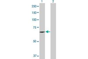 Western Blot analysis of DDX56 expression in transfected 293T cell line by DDX56 MaxPab polyclonal antibody.