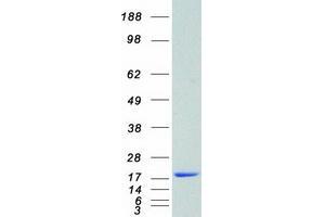 Western Blotting (WB) image for Cyclin-Dependent Kinase Inhibitor 2C (p18, Inhibits CDK4) (CDKN2C) (Transcript Variant 1) protein (Myc-DYKDDDDK Tag) (ABIN2713880)
