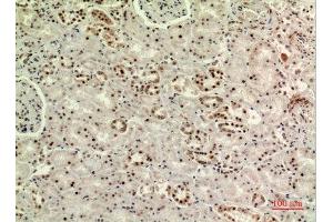 Immunohistochemistry (IHC) analysis of paraffin-embedded Human Kidney, antibody was diluted at 1:100. (MORG1 抗体  (Internal Region))