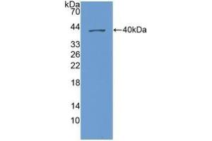 Western Blotting (WB) image for anti-Chemokine (C-X-C Motif) Ligand 1 (Melanoma Growth Stimulating Activity, Alpha) (CXCL1) (AA 35-107) antibody (ABIN7430522)