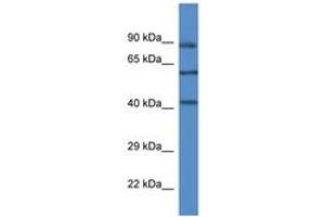 Image no. 1 for anti-Mitogen-Activated Protein Kinase 12 (MAPK12) (AA 289-338) antibody (ABIN6746453) (MAPK12 抗体  (AA 289-338))