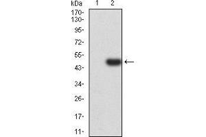 Western blot analysis using TRAF2 mAb against HEK293 (1) and TRAF2 (AA: 39-188)-hIgGFc transfected HEK293 (2) cell lysate. (TRAF2 抗体  (AA 39-188))