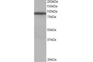 Western Blotting (WB) image for anti-Vacuolar Protein Sorting 35 (VPS35) (C-Term) antibody (ABIN2466441) (VPS35 抗体  (C-Term))