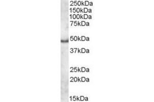 Western Blotting (WB) image for anti-Apolipoprotein L, 5 (APOL5) (C-Term) antibody (ABIN2466596) (Apolipoprotein L 5 抗体  (C-Term))