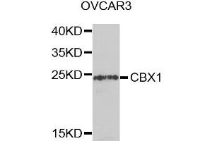 Western blot analysis of extracts of OVCAR3 cells, using CBX1 antibody. (CBX1 抗体)