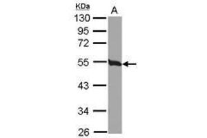 Image no. 2 for anti-Tubulin, beta 2C (TUBB2C) (Internal Region) antibody (ABIN1493535) (TUBB2C 抗体  (Internal Region))