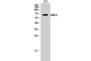 Western Blotting (WB) image for anti-Growth Factor Receptor-Bound Protein 10 (GRB10) (Ser428) antibody (ABIN3184930) (GRB10 抗体  (Ser428))