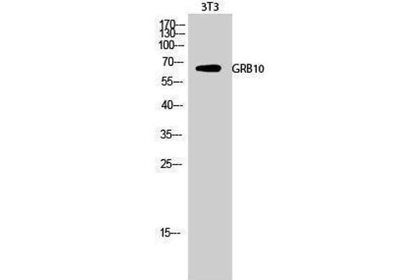 GRB10 抗体  (Ser428)