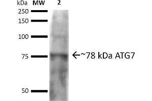 Western Blotting (WB) image for anti-ATG7 Autophagy Related 7 (ATG7) (N-Term) antibody (APC) (ABIN5065895)