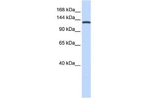 Western Blotting (WB) image for anti-Valyl-tRNA Synthetase (VARS) antibody (ABIN2458990) (VARS 抗体)