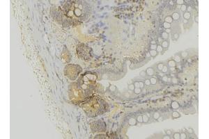 ABIN6279650 at 1/100 staining Mouse colon tissue by IHC-P. (PEX6 抗体  (C-Term))