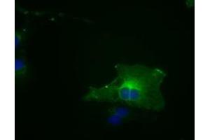 Image no. 11 for anti-Budding Uninhibited By Benzimidazoles 1 Homolog beta (Yeast) (BUB1B) antibody (ABIN1496995) (BUB1B 抗体)