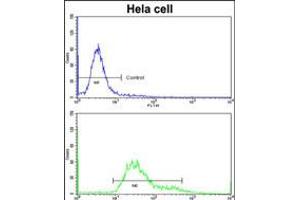 Flow cytometric analysis of hela cells using (bottom histogram) compared to a negative control cell (top histogram)FITC-conjugated goat-anti-rabbit secondary antibodies were used for the analysis. (PDIA6 抗体  (AA 236-264))